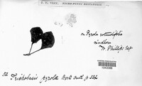 Pucciniastrum pyrolae image